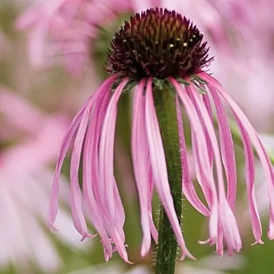 Echinacea Pallida / Pale Coneflower / Prairie Plant / Hardy / 100 Seeds • £1.69