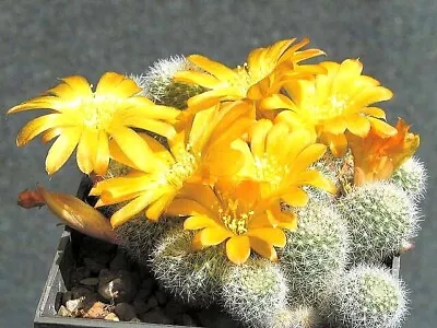 REBUTIA (Rebutia Xanthocarpa Var. Aurieflora) 10 Seeds • $4