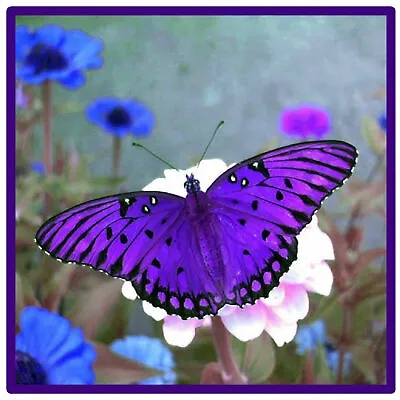 £8.99 • Buy Purple Butterfly - Set Of 4 Novelty Fun Coasters - Brand New / Gifts 