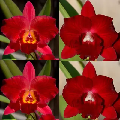 $15.50 • Buy Cattleya Orchid Seedling SVO9905 (Pot. Verbatim 'SVO Fire Splash' X Pot. Ruby De