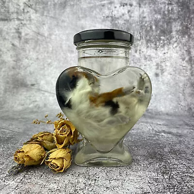 Wet Specimen Baby Guinea Pig - Heart Jar - Taxidermy Skull Bone Oddity Tattoo • £35