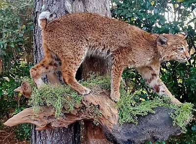 Stunning Bobcat Full Mount! Wall Or Standing Mount!  Taxidermy Decor • $1949