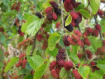 Black Mulberry Morus Nigra Tree Seeds (Hardy Edible) • $2.30