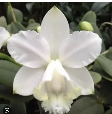 $25 • Buy Cattleya Loddigesii V.alba