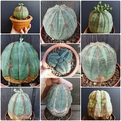 £8.62 • Buy Euphorbia Obese Seeds 10 Pcs. Pachypodium, Cactus, Rare Succulent Plants Seeds