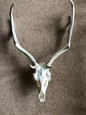 Deer Antlers/fallow Deer Antler/antler Mount/taxidermy/antler/fallow Deer • £75