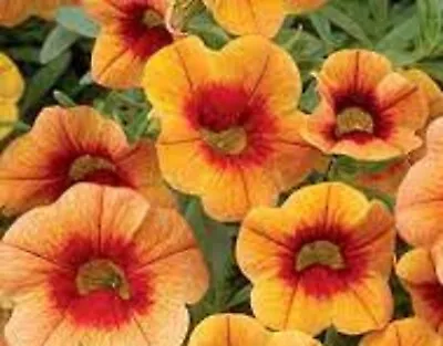 5 X  Trailing Petunias CALIBRACHOA Million Bells APRICOT RED EYE Pre Order • £9.99