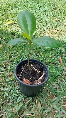 Tropical Almond Live Tree Terminalia Catappa (8-month Old Plants) • $15