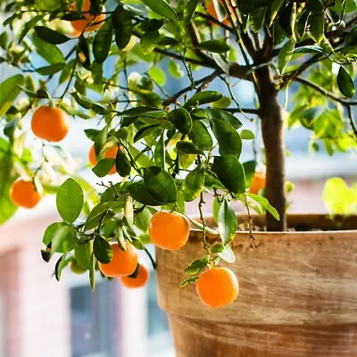 Satsuma Mandarin / Tangerine Citrus Tree Patio Plant 5 Seeds • $7