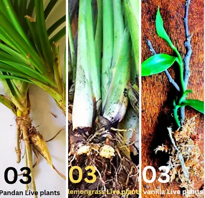 15-Vanilla Planifolia Orchid-Live Lemongrass Stalks Plugs-Pandan Live Plants • $19.99