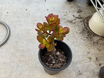 RARE RED  Jade Succulent Crassula Ovata Plant Bare Rooted Bonsai Tree • $12