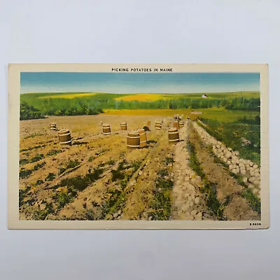 $3 • Buy Postcard Maine ME Potato Farm Harvest Linen Unposted 1940s