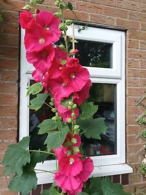 100+ Hollyhock Seeds • £0.99