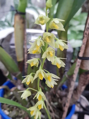 $65 • Buy FPOrchids Species Dendrobium Monophyllum