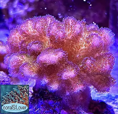Live Coral Pink Pocillopora Damicornis  CoralSLover  • $89.95