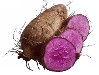 Free Shipping 2 Edible Rooted Sprouted Ube/purple Yam Live Plants  • $19.99