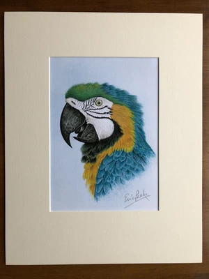 £25 • Buy ‘Blue & Gold Macaw’ Eric Peake MBE, Artist Signed Print 14”x11” Overall Mount