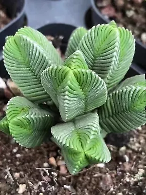 5CM Succulent Live Plant Crassula Quadrangularis Multi-Head Crassulaceae Rare • $28.59