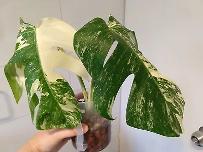 Variegated Monstera Borsigiana Albo (TIP Cutting With 2 Leaves PLS READ DESCRIP • $30