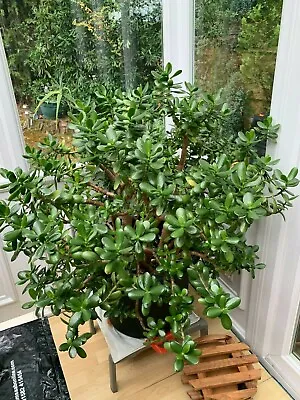 £249.99 • Buy Very Large Jade Money Plant Tree That Produces Cuttings