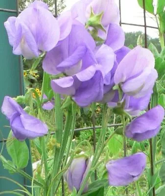 Sweet Pea - Huge Selection Of Varieties • £2.49