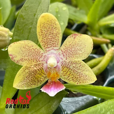 $34.50 • Buy RFO Phalaenopsis Lucky Star