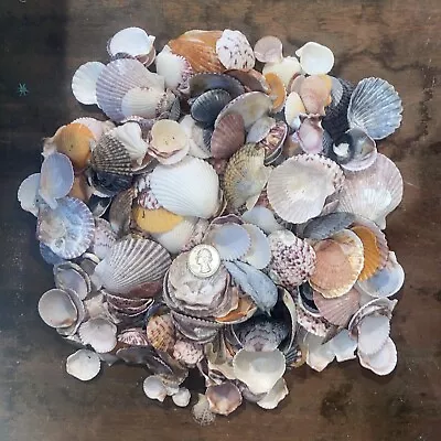 Lot Florida Colorful CALICO Other Scallop Seashells Sanibel Juno Small Large • $24.98