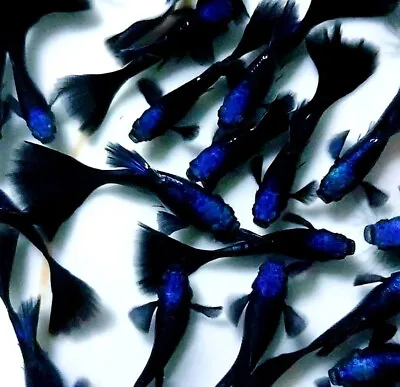 $34.95 • Buy 1 Trio - Blue Tazan - High Quality Live Guppy Fish - USA SELLER