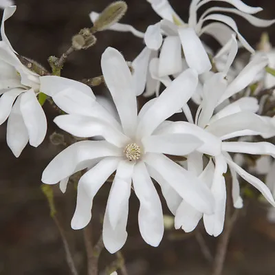 White Magnolia Stellata 'Star Magnolia' Standard Tree 70cm Tall • £26.99