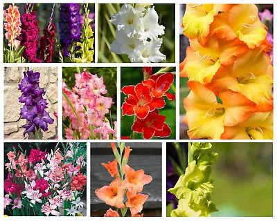 10 Gladioli Summer Flowering Bulbs Easy To Grow Gladiolus Flower Perennial Plant • £5.99