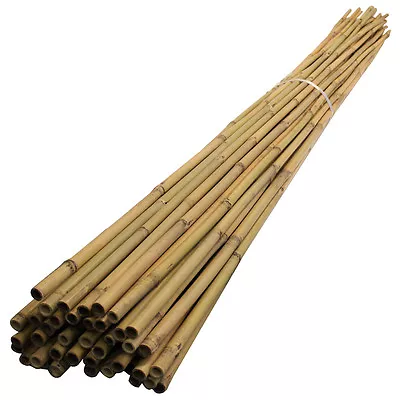 Suregreen Bamboo Canes 2.4m/ 8ft | 14-16mm |  50 Pack Strong Thick Plant Support • £46.58