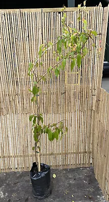 *Lucky Dip* Ornamental Flowering Cherry Tree 7.5L/9L 120-150cm Tree (p&p Incl) • £17.99