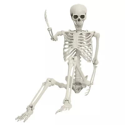 5.4 FT Life Size Skeleton Human Skull Anatomy Model With Movable Joints Medical • $49.99