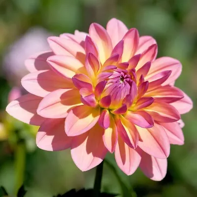 1x Dahlia 'Bahama Mama' Garden Flower Tubers Buy Plant Now For Spring Decorative • £3.99