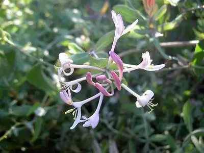 3 Seeds Honeysuckle Of Balearic Lonicera Implexa • £4.85