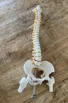 Human Spine With Pelvic Model Anatomical Anatomy Science Chiropractic • $38