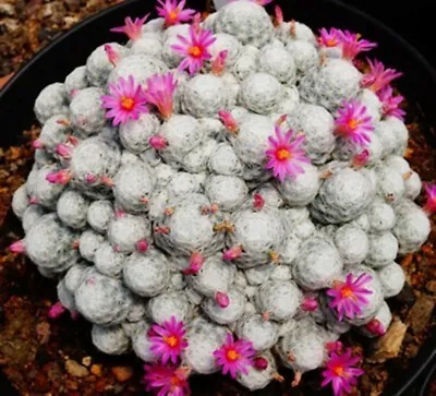 7-8cm Big Cactus Plant Mammillaria Humboldtii Potted Home Garden Flowering Cacti • $29.13
