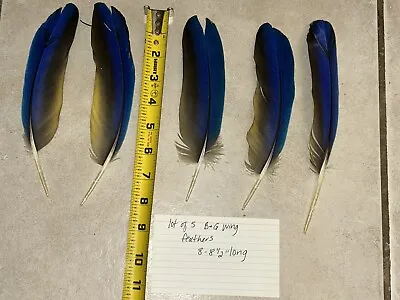 Macaw Blue And Yellow Feathers Crafts Fishing 8-8.5  Long • $15