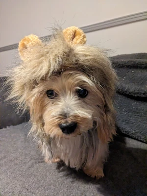 £2.75 • Buy Dog Lion Mane Costume Pet Wig Dress Up Dogs Cat Fancy Dress Size Small Uk