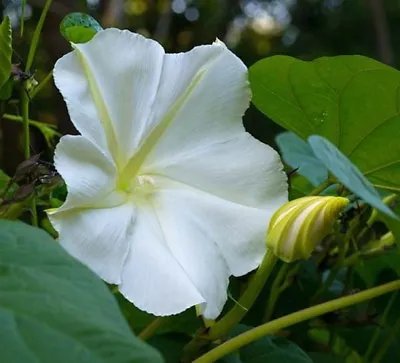 White Morning Glory Seeds Moonflower Vine Variety Sizes FREE SHIPPING • $3.29