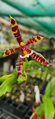 $70 • Buy Orchid -  Species Phalaenopsis Pantherina 