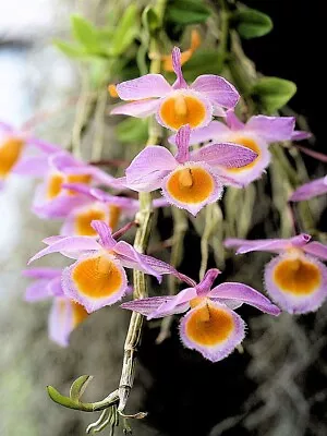 $9.45 • Buy Dendrobium Loddigesii Orchid, One Pup With Roots, Ready To Pot!