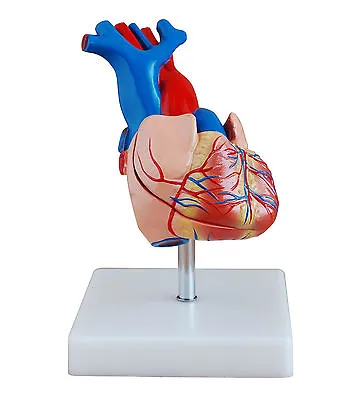 Anatomical Human Life Size Heart Model - Medical Cardiovascular Anatomy • $25.38