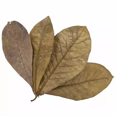 Golden Tree 20 Indian Almond Leaves • $39.76