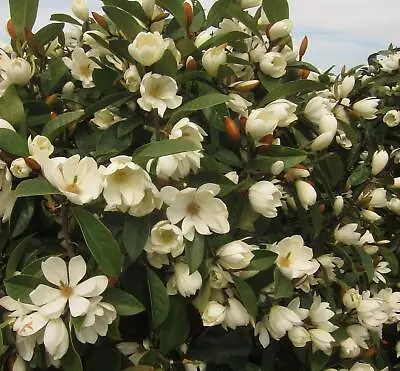 Magnolia Fairy Honey Velvet Evergreen Magnolia Tree Large 30-40cm • £24.99