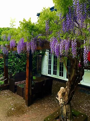 £6.99 • Buy Wisteria Seeds (Sinensis) X 20