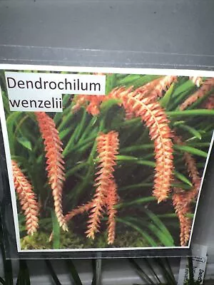 Dendrochilum Wenzelli X 5 Plants • $150