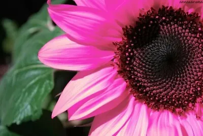 $3.49 • Buy 25+ Pink Sunflower Organic Non-gmo Flower Garden Plant Seeds Ornamental Rare