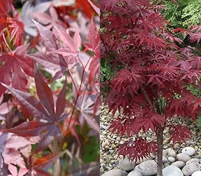 Acer Palmatum Atropurpureum Japanese Maple Plant 40-50cm In A 9cm Pot • £11.99