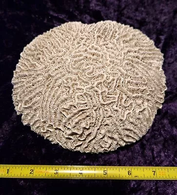 Natural Brain Coral 7 Inch Diameter  Aquarium Decor Beach Natical • $34.99